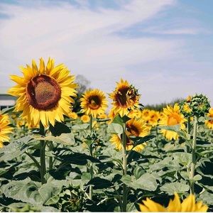 Meet your Posher, Jeana